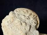 Otostoma retzii (NILSSON 1827) - Bild © FossNet FossilienStore